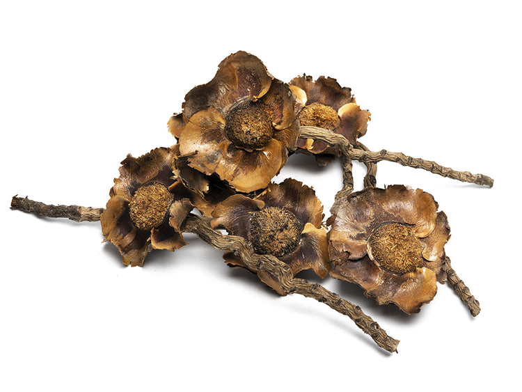 coconut petals for freshwater crabs
