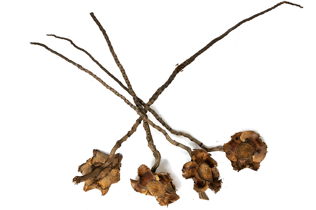 aquatic arts coconut petals