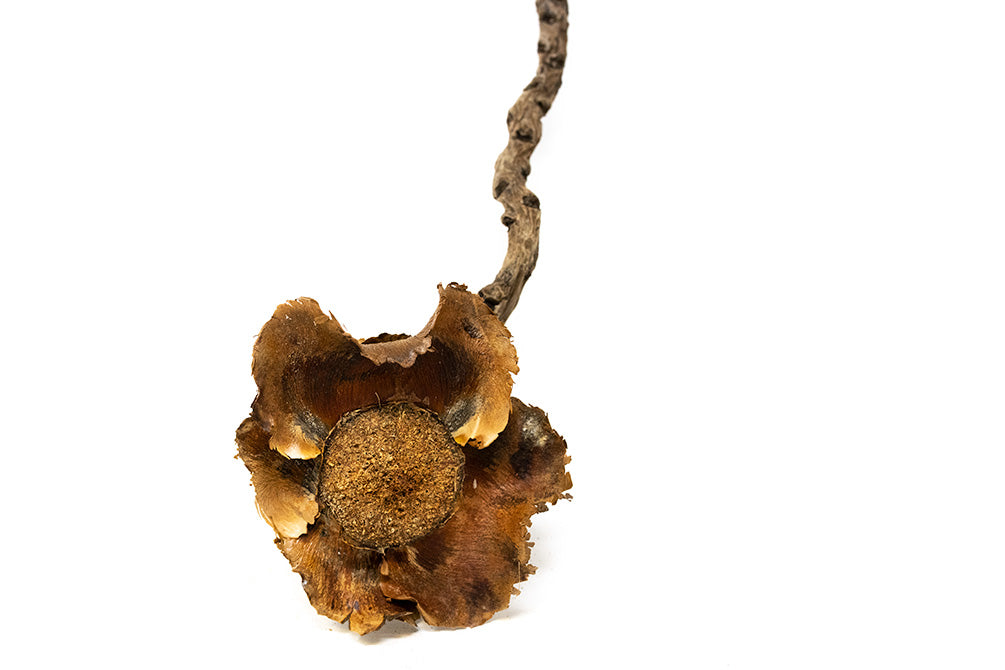 small coconut petals on sale