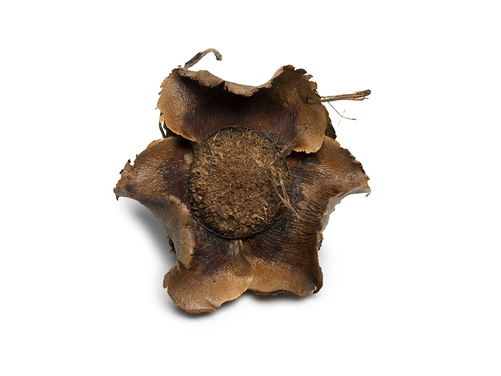natural leaf litter & botanicals