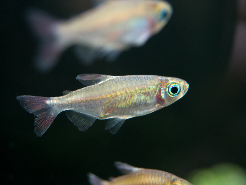Congo Tetra (Phenacogrammus interruptus) - Tank-Bred!