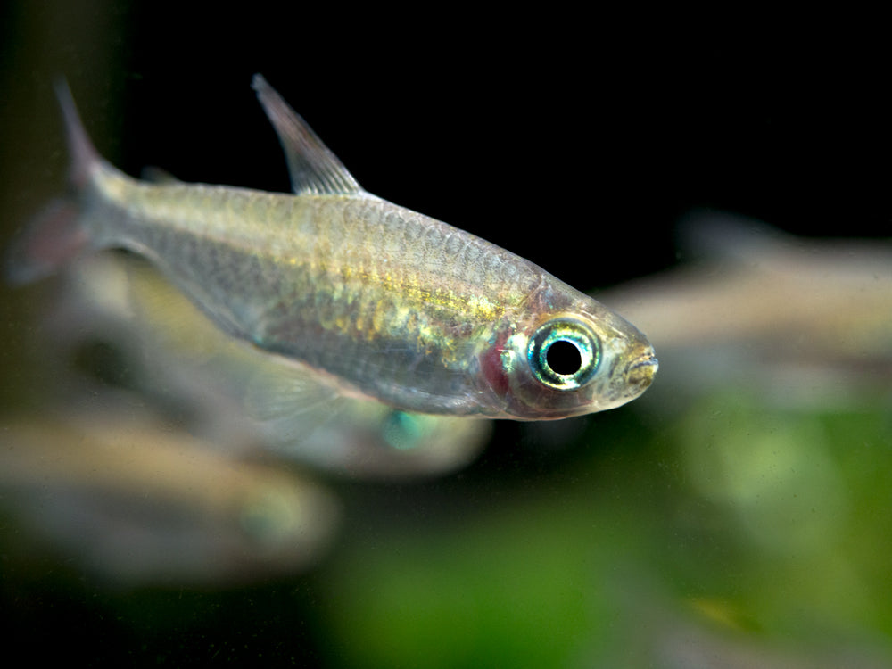 Congo Tetra (Phenacogrammus interruptus) - Tank-Bred!