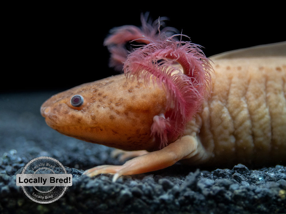 Copper Melanoid Axolotl (Ambystoma mexicanum), Local!