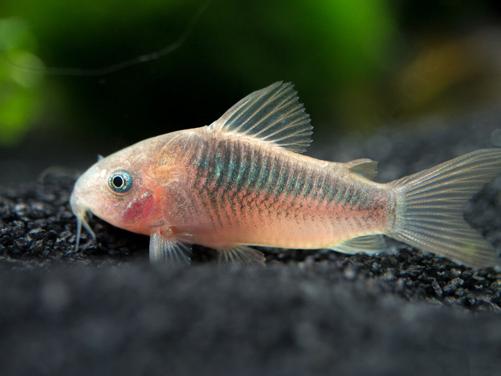 Rust Cory Catfish (Corydoras rabauti), TANK-BRED!!!