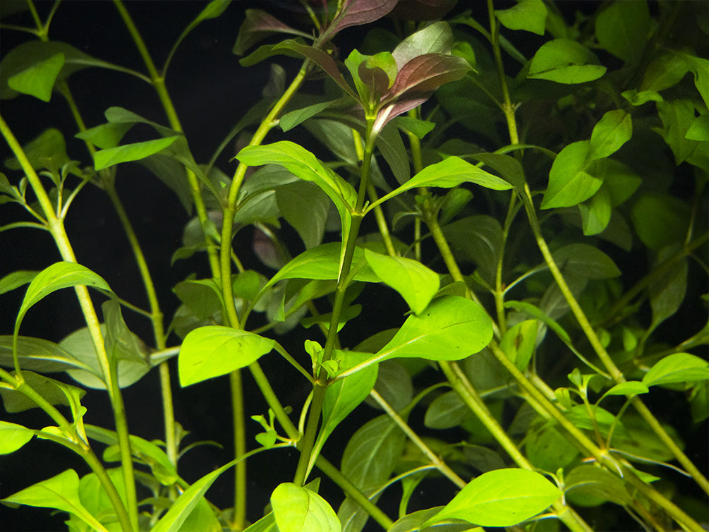Creeping Primrose-Willow (Ludwigia repens), bunch