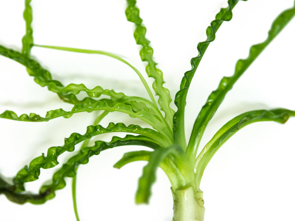 African Onion Plant (Crinum calamistratum), Plant with Bulb