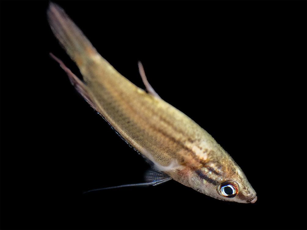 Croaking Gourami (Trichopsis vittata)