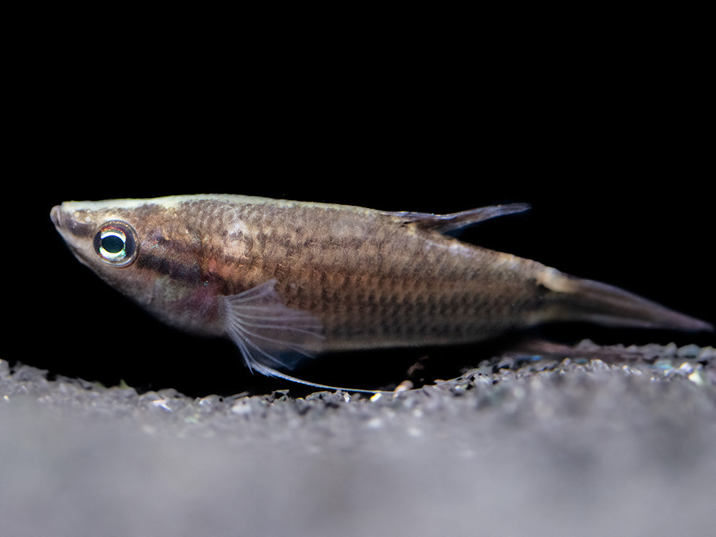 Croaking Gourami (Trichopsis vittata)