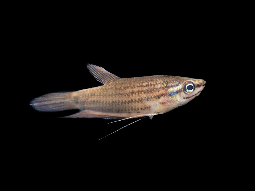 Croaking Gourami (Trichopsis vittata)