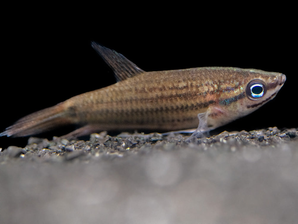 Croaking Gourami (Trichopsis vittata)