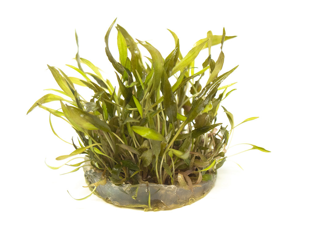 Red Cryptocoryne wendtii Tissue Culture