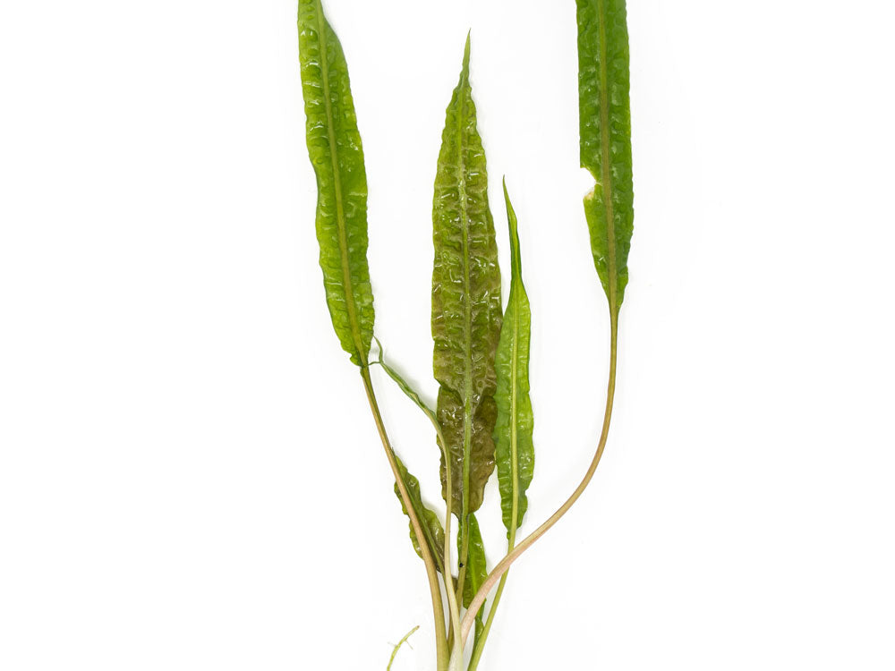 Cryptocoryne Balansae (Cryptocoryne crispatula "Balansae"), Bare Root