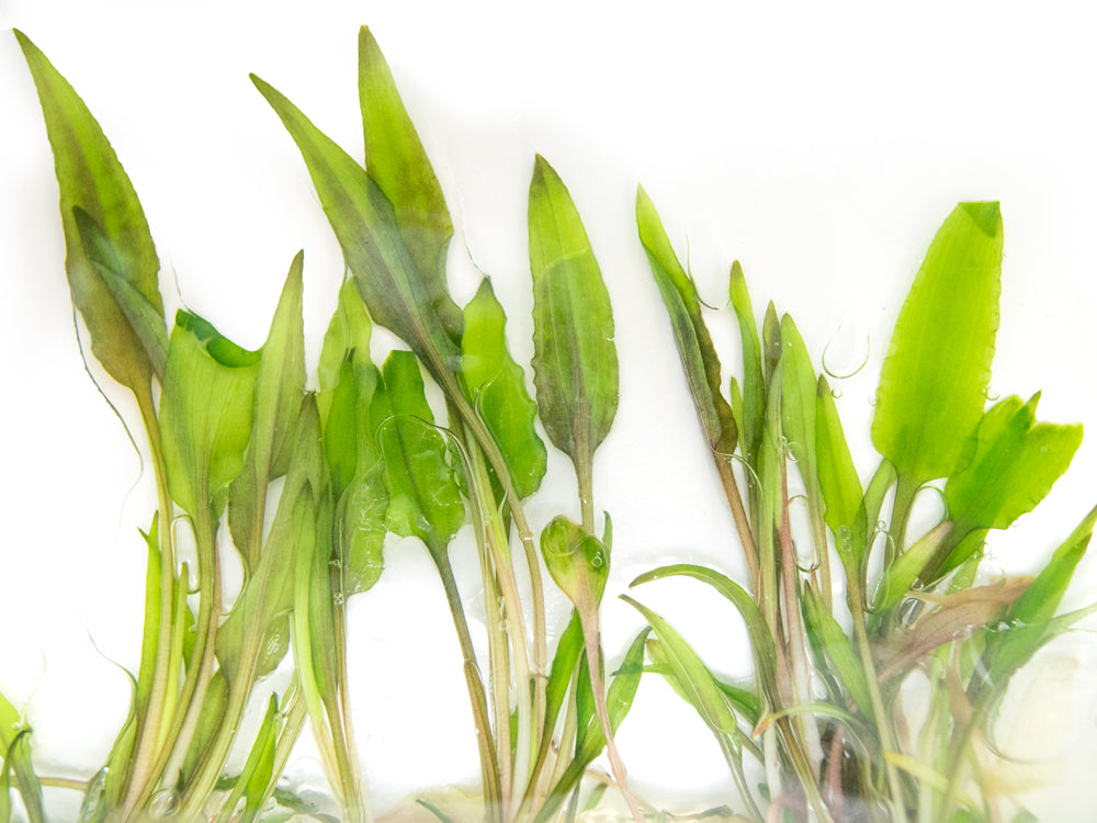 Beckett's Water Trumpet (Cryptocoryne becketti) Tissue Culture