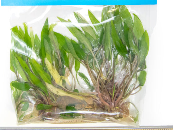 Beckett's Water Trumpet (Cryptocoryne becketti) Tissue Culture