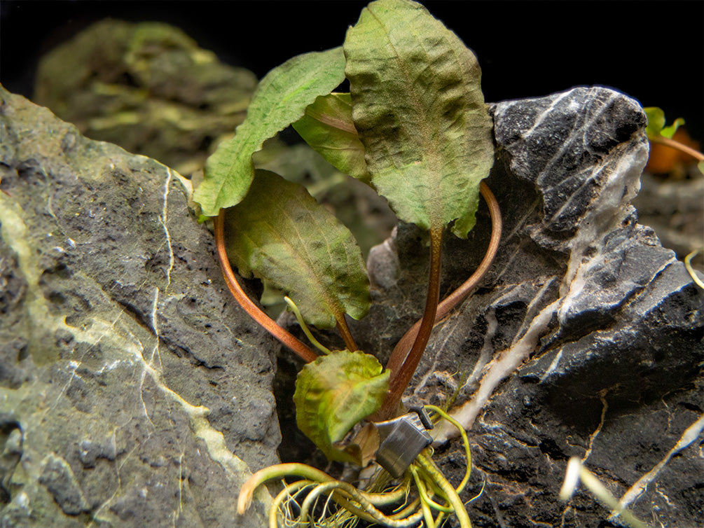 Cryptocoryne wendtii Multi-Color Combo Pack