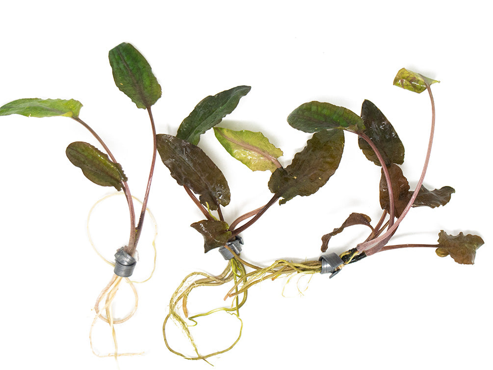 Cryptocoryne wendtii Multi-Color Combo Pack