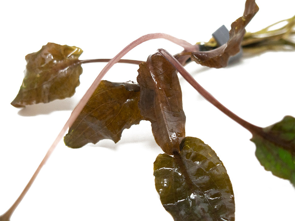 Cryptocoryne wendtii Multi-Color Combo Pack