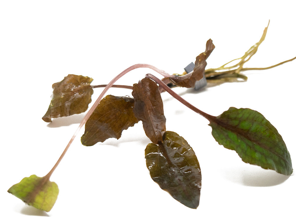 Bronze Cryptocoryne wendtii