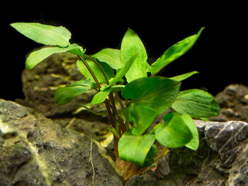 Green Cryptocoryne wendtii, bare root - Aquatic Arts