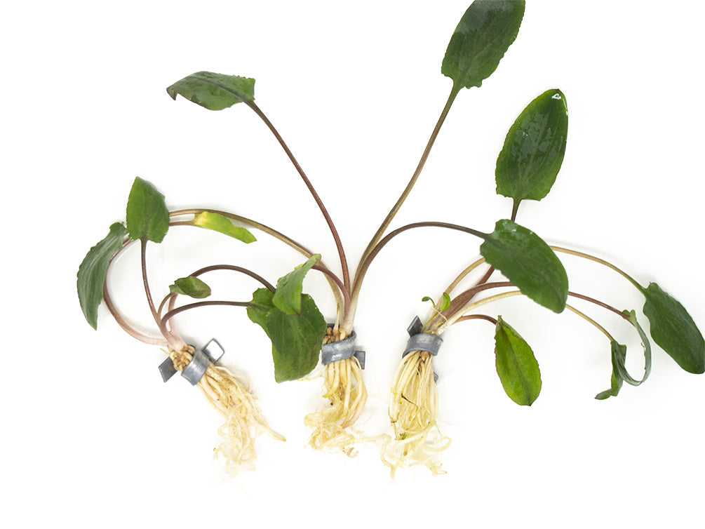 Cryptocoryne wendtii Multi-Color Combo Pack