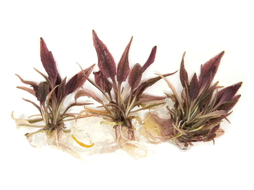 Cryptocoryne sp. "Flamingo" Tissue Culture