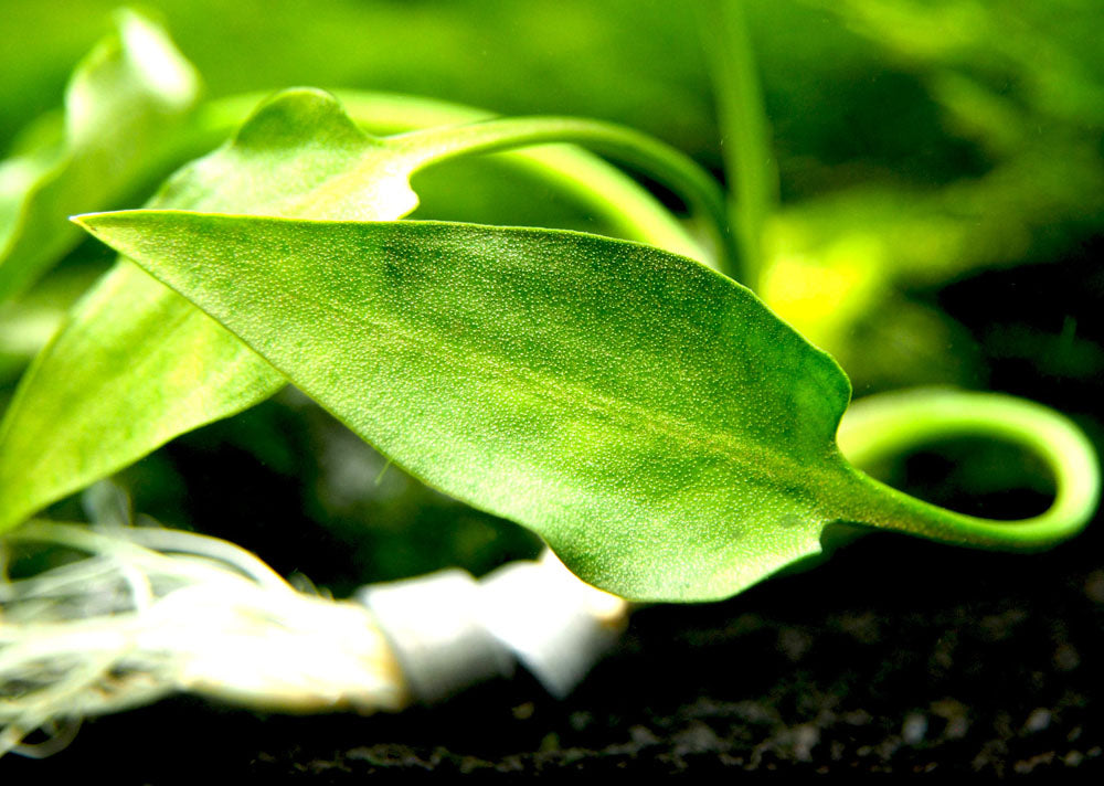 Cryptocoryne pontederiifolia