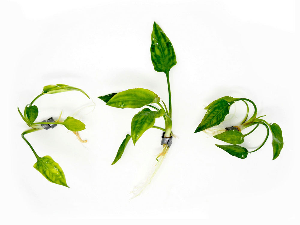 Cryptocoryne pontederiifolia