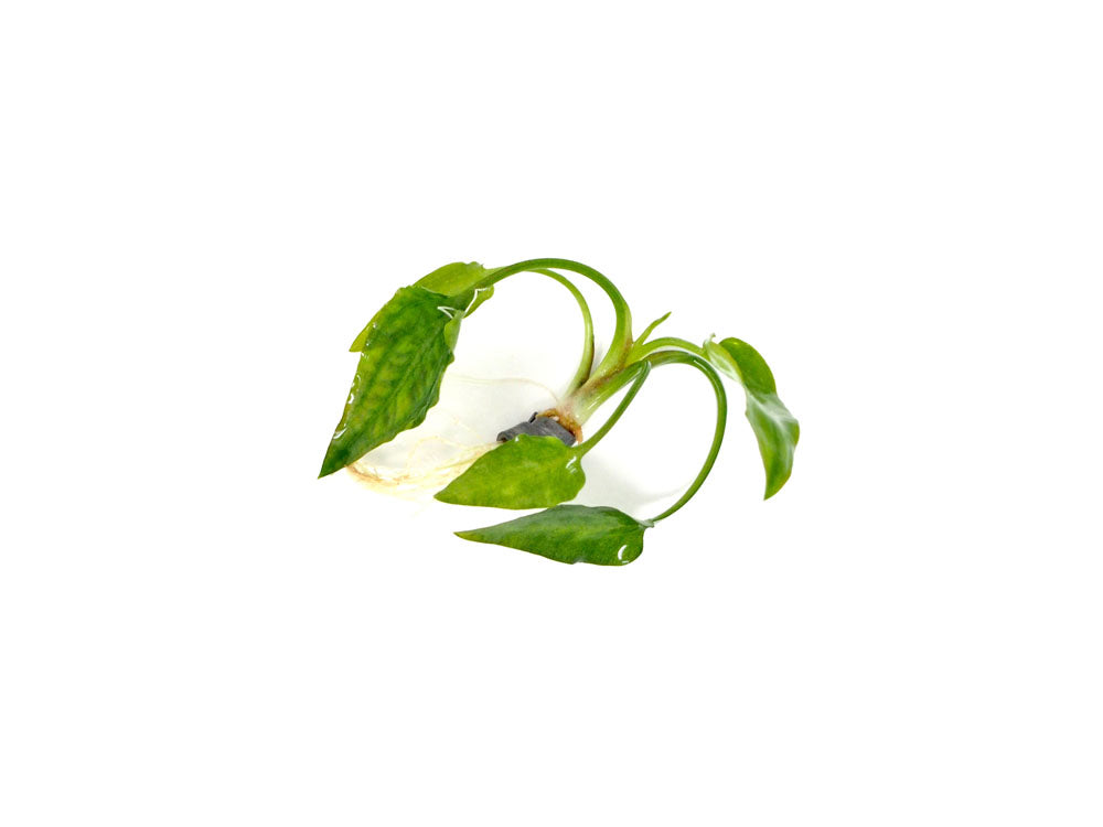 Cryptocoryne pontederiifolia