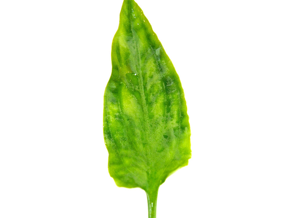 Cryptocoryne pontederiifolia