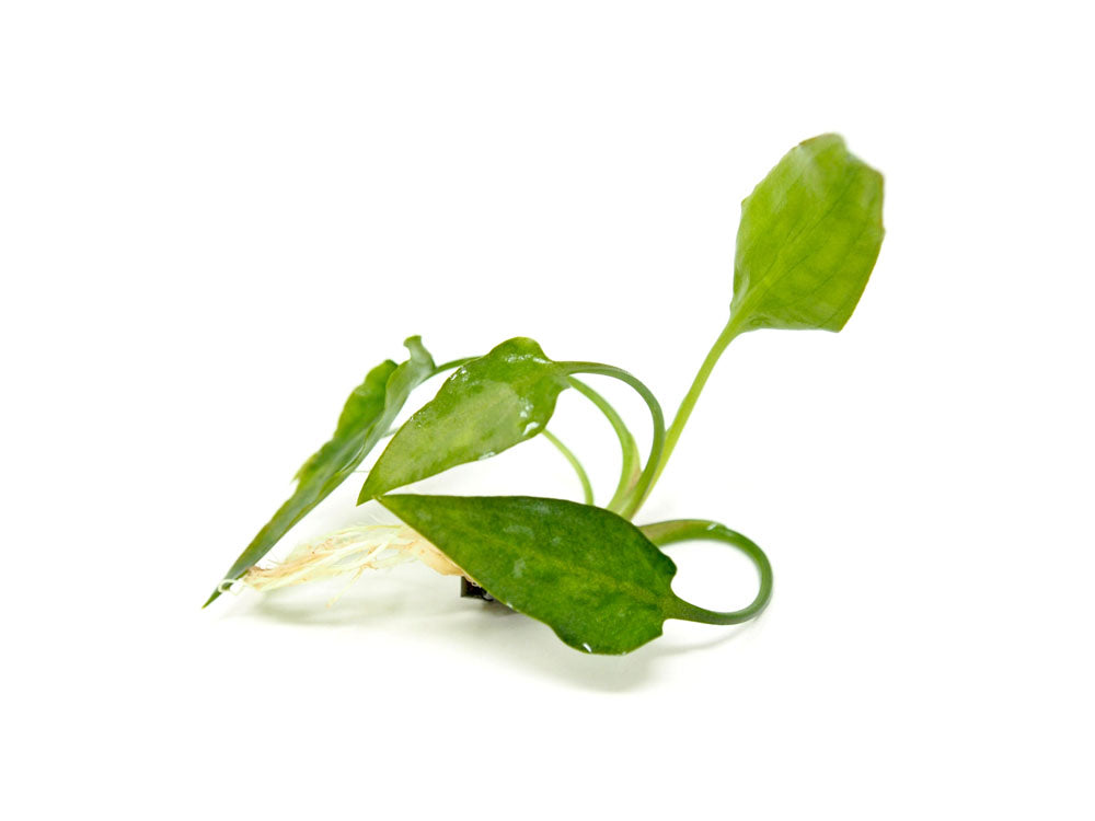 Cryptocoryne pontederiifolia