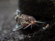 Cuckoo Catfish (Synodontis multipunctata), Tank-Bred