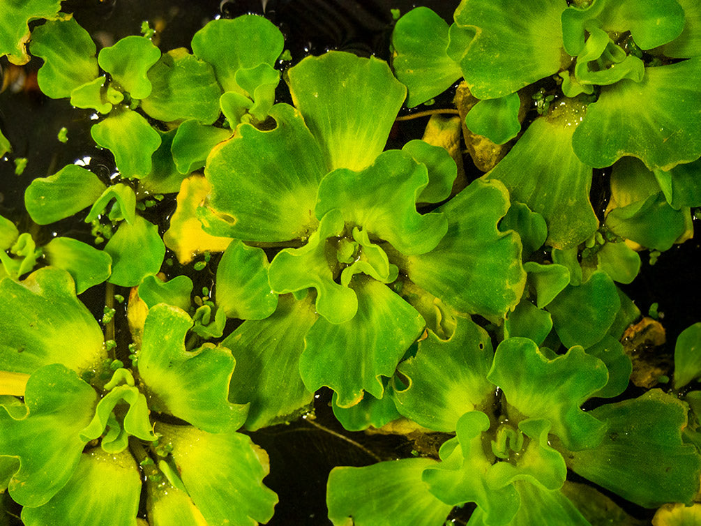Curly Leaf Water Lettuce (Pistia stratiotes)