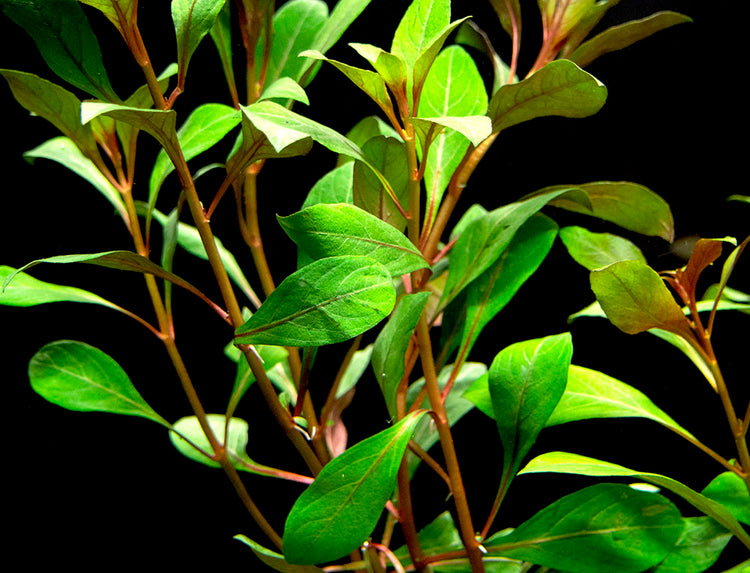 freshwater aquarium plants for sale