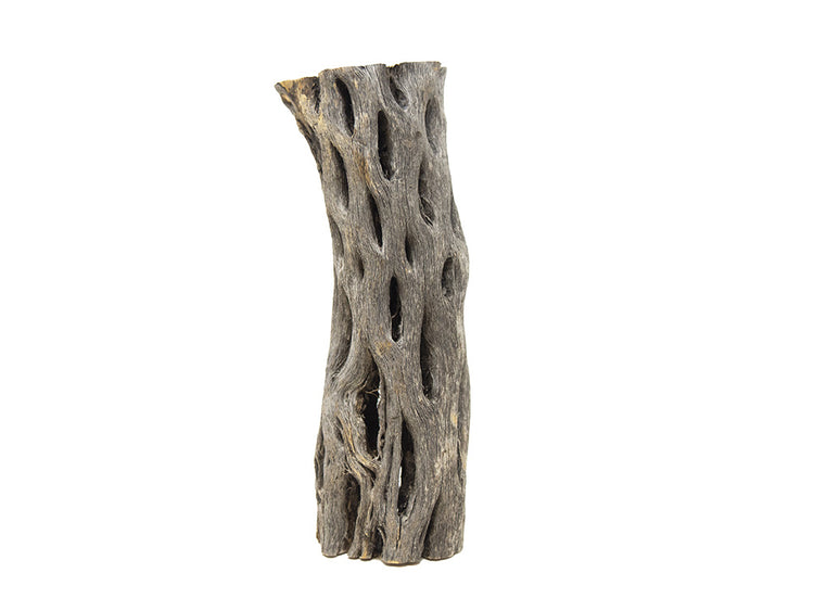 cholla wood for shrimp