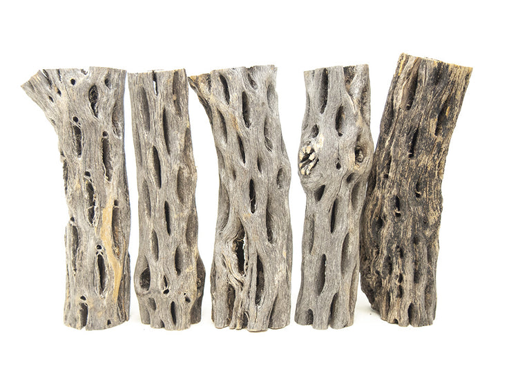 cholla wood for shrimp
