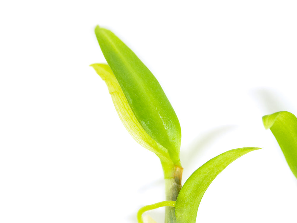 Dendrobium sp. Orchid Tissue Culture - Aquatic Arts