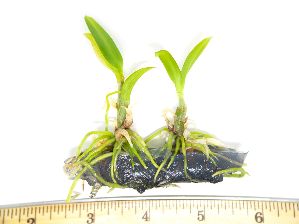 Dendrobium sp. Orchid Tissue Culture - Aquatic Arts
