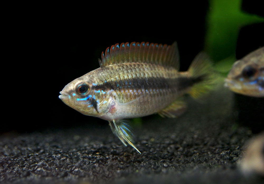 Double Red Agassizi's Dwarf Cichlid (Apistogramma cf. agassizii) - TANK-BRED!!!