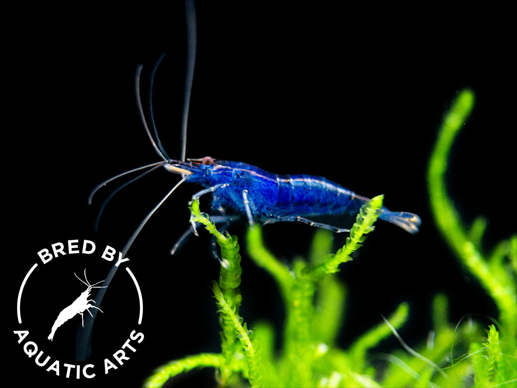 Blue Velvet Shrimp (Neocaridina davidi) – Aquarium Roots