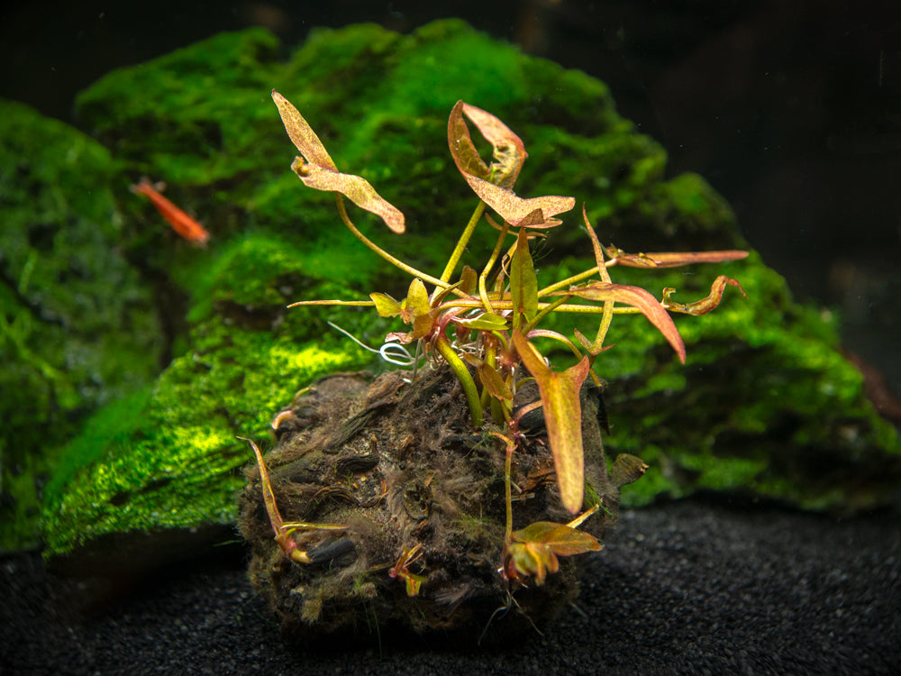 Dwarf Aquarium Lily (Nymphaea stellata) plant with bulb Aquatic Arts