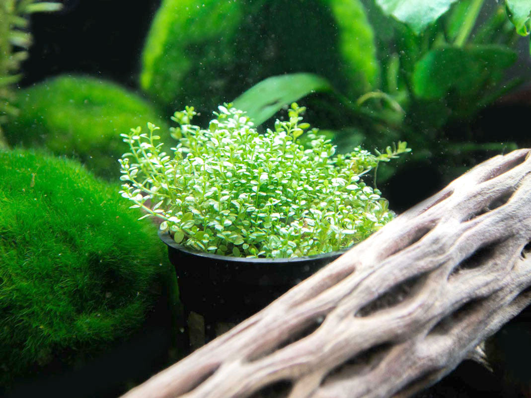 Dwarf Baby Tears Pot - Hemianthus callitrichoides