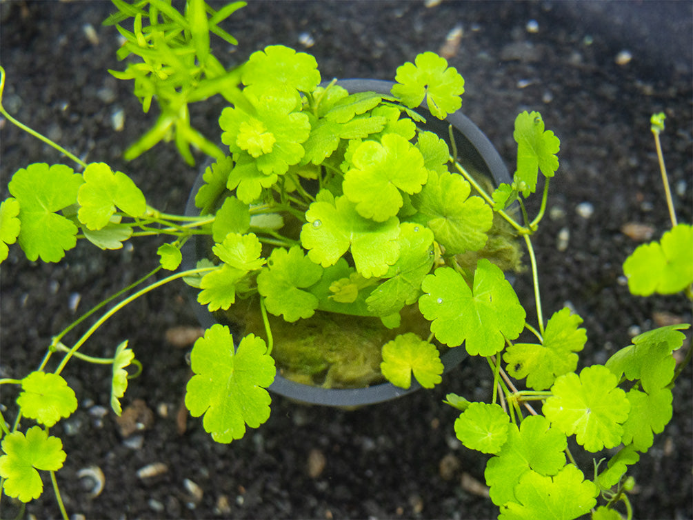 Japanese Dwarf Pennywort (Hydrocotyle tripartita var. “Japan”), potted