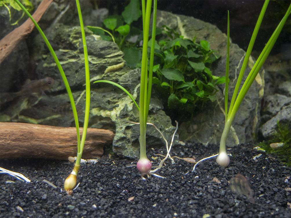 onion succulent Dwarf Onion Plant (Zephyranthes candida)