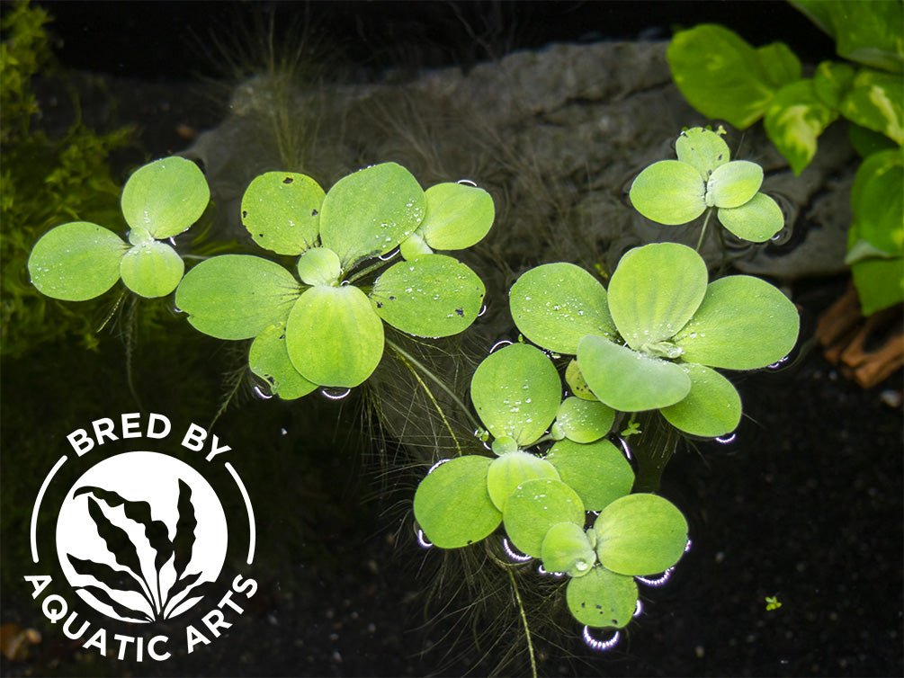 Large Water Lettuce - 2 Live Aquatic Plants - Best Value Pond/Freshwater Tank