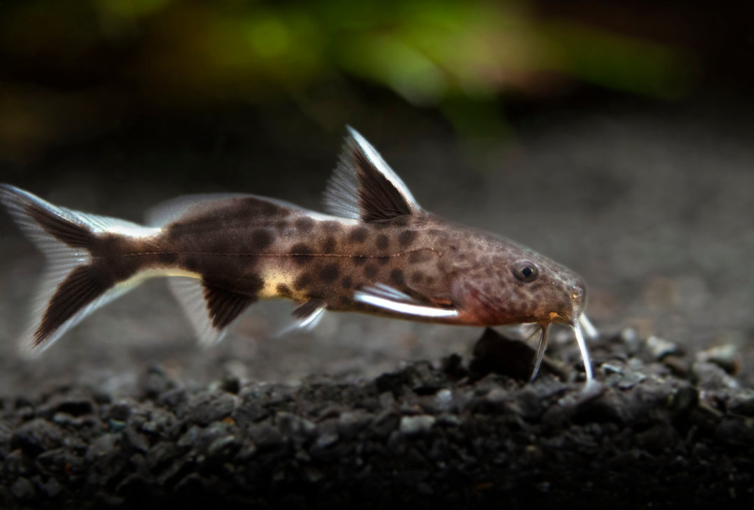 Dwarf Cuckoo AKA Leopard Catfish (Synodontis petricola), Tank-Bred