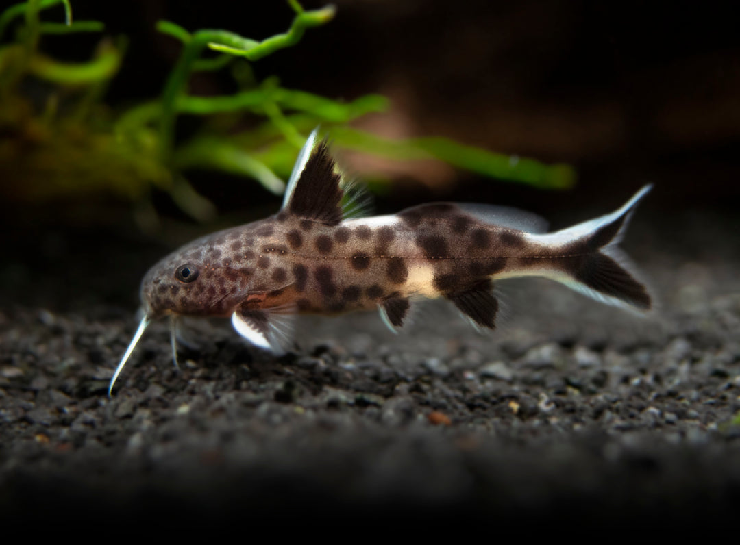 Dwarf Cuckoo AKA Leopard Catfish (Synodontis petricola), Tank-Bred