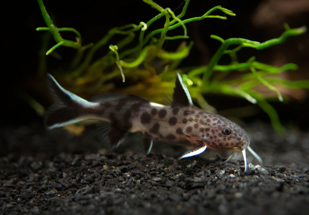 Dwarf Cuckoo AKA Leopard Catfish (Synodontis petricola), Tank-Bred