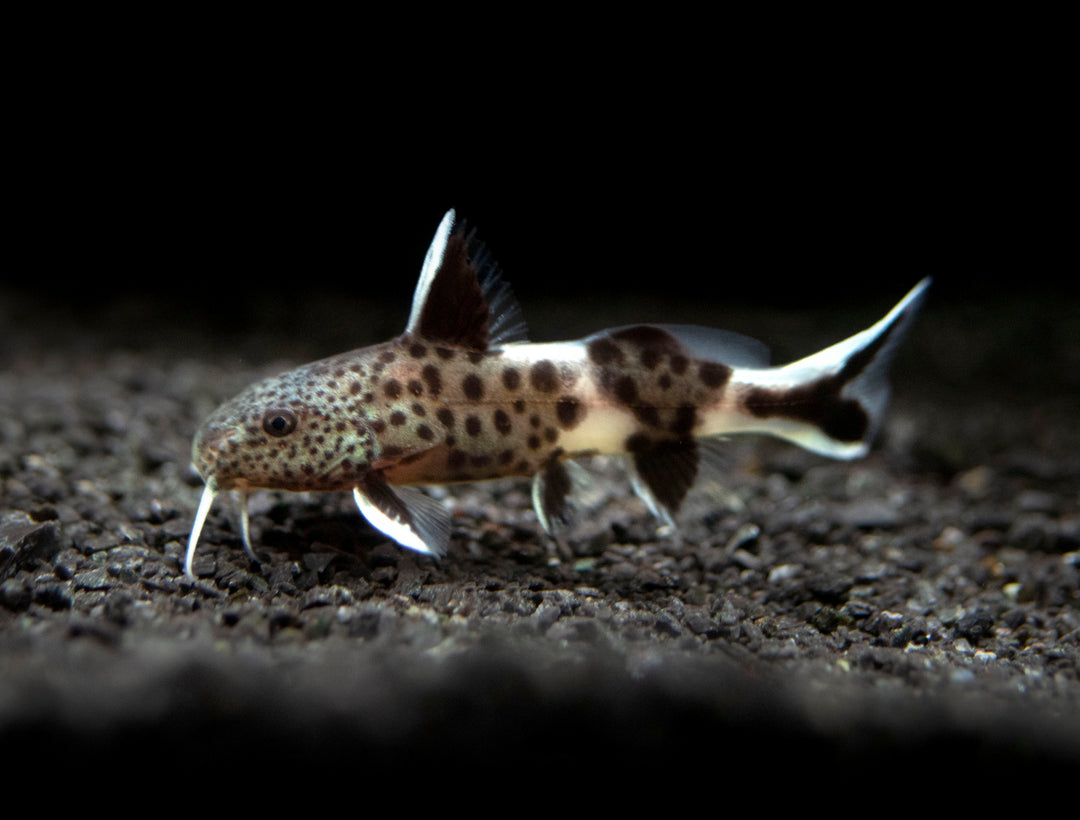 Dwarf Cuckoo AKA Leopard Catfish (Synodontis petricola), Tank-Bred