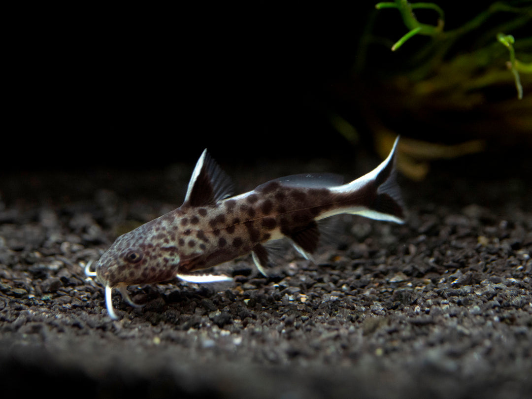 Dwarf Cuckoo AKA Leopard Catfish (Synodontis petricola), Tank-Bred