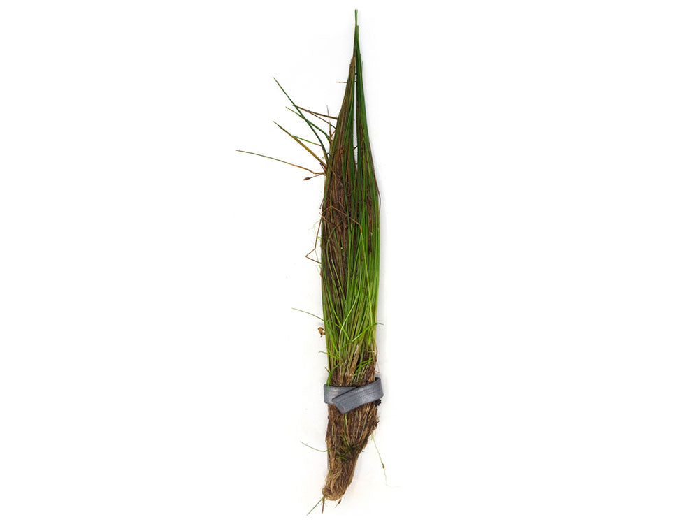 Dwarf Hairgrass (Eleocharis parvula)